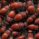 High-resolution close-up image of a swarm of red insects clustered together.