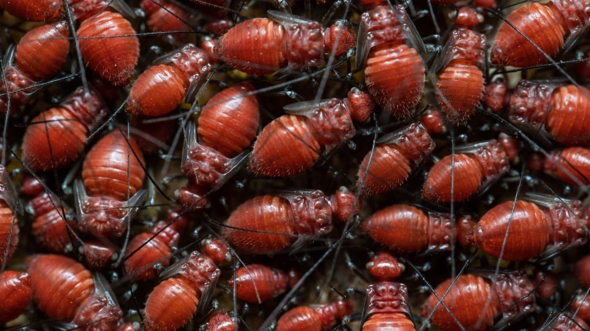 High-resolution close-up image of a swarm of red insects clustered together.