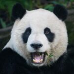 A giant panda close-up chewing bamboo in a lush forest setting.