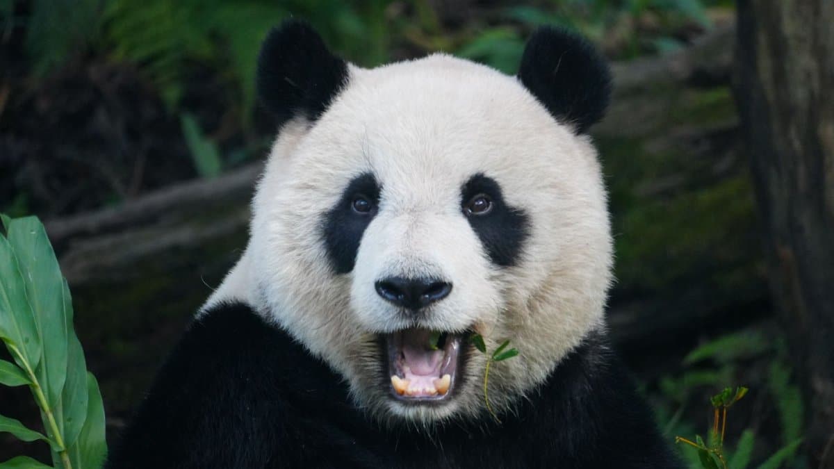A giant panda close-up chewing bamboo in a lush forest setting.