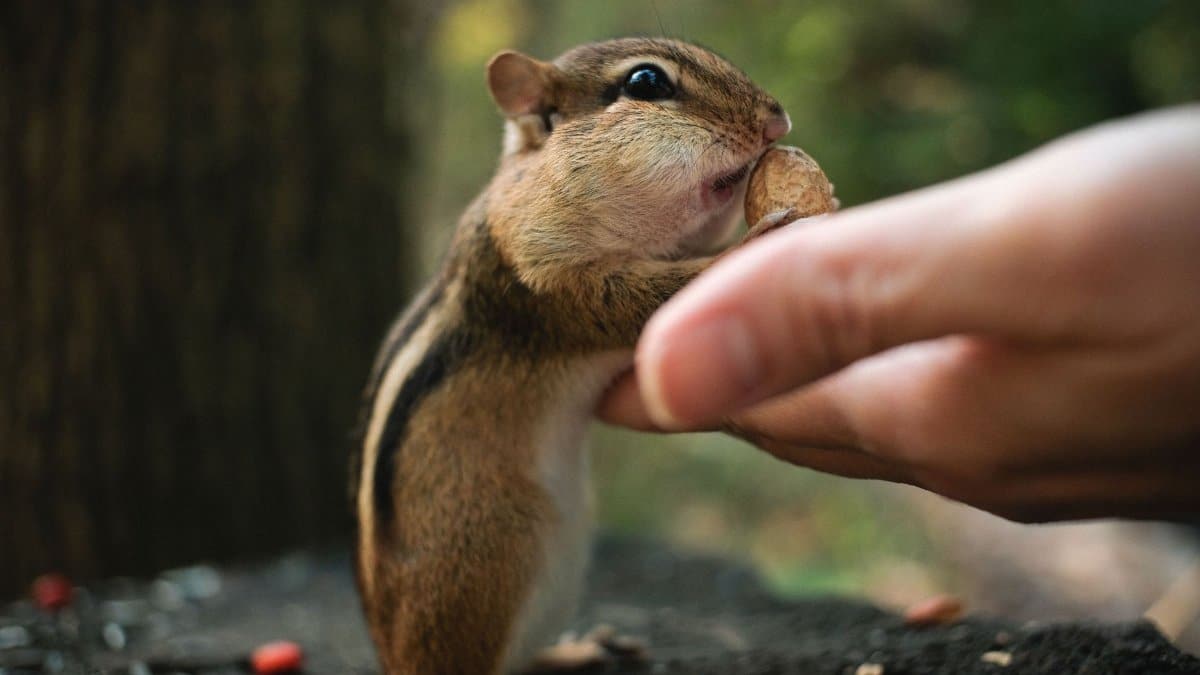 A cute chipmunk is being fed a nut by a human hand in a forest setting. Captured in St. Jacobs, Ontario.