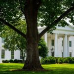A view of the White House with lush greenery on a summer day, featuring a prominent tree.
