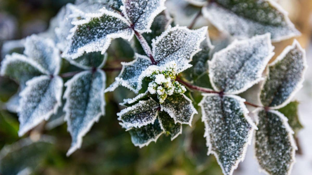 Close-up of frost-covered leaves and buds in a winter garden setting.