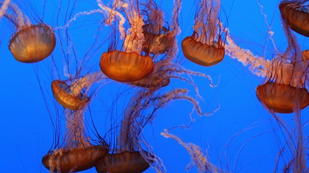 Vibrant jellyfish with flowing tentacles swimming in blue waters at Monterey Aquarium.