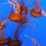 Vibrant jellyfish with flowing tentacles swimming in blue waters at Monterey Aquarium.