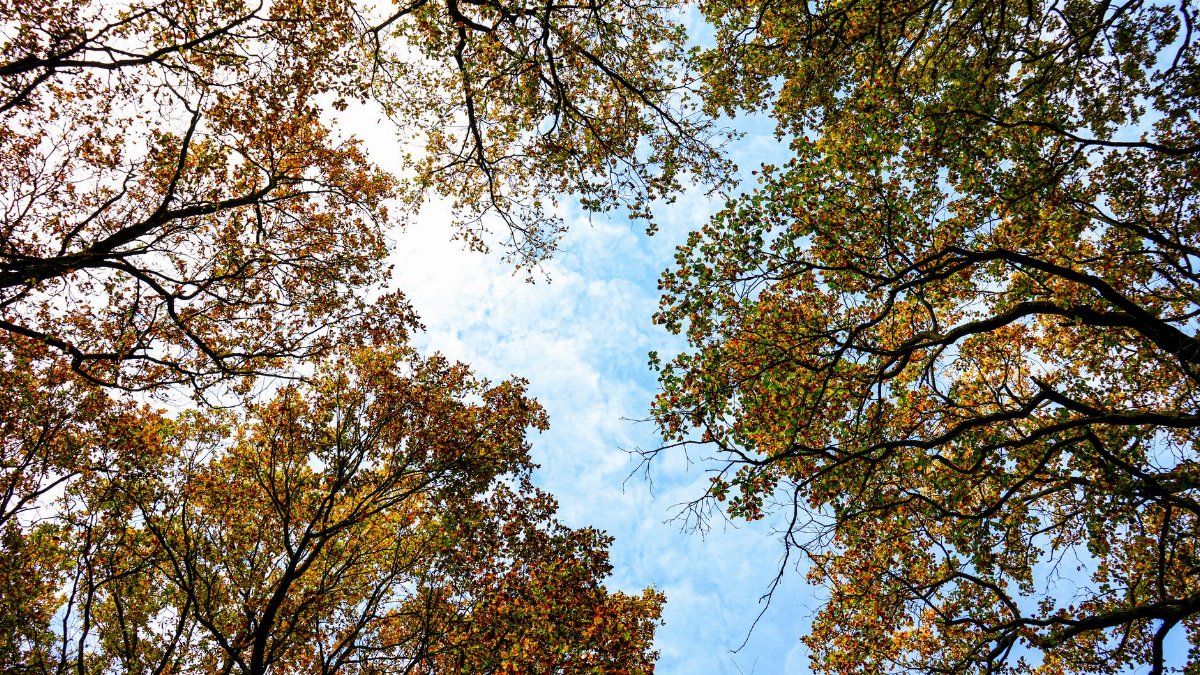 Looking up at colorful autumn trees with green and yellow leaves against a bright blue sky.