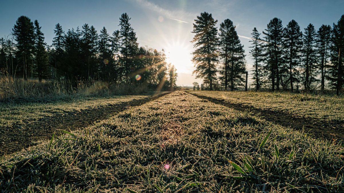 Sunlit frosty grass in Minnesota, surrounded by tall trees at dawn.