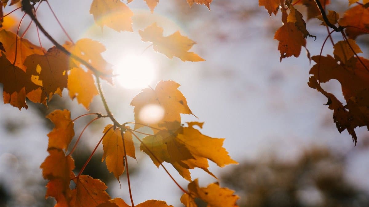 From below of bright faded leaves with thin stems growing on autumn tree in park in sunlight
