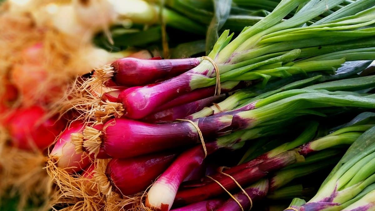 Vibrant purple spring onions bunched with roots displayed at a market, showcasing organic freshness and vivid colors.