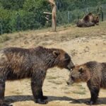 Two Grizzly bears interacting outdoors in a natural setting.