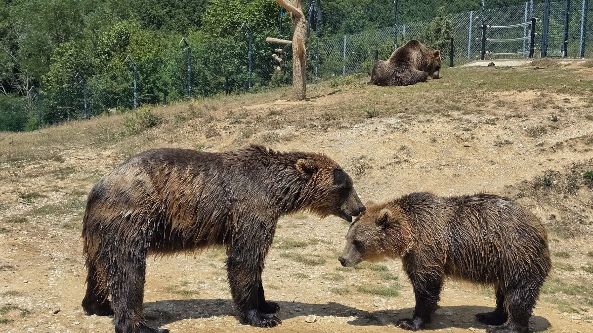 Two Grizzly bears interacting outdoors in a natural setting.