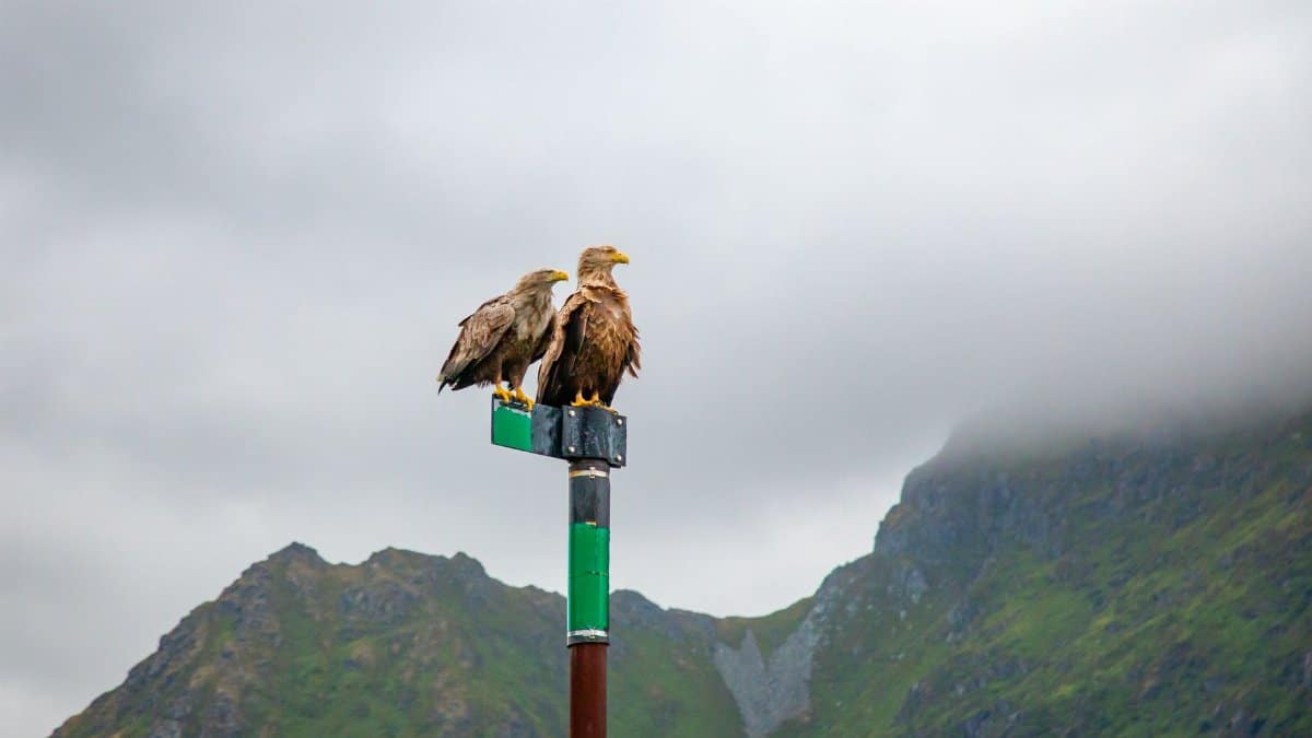 Two majestic white-tailed eagles perched against the scenic peaks of Nordland, Norway.