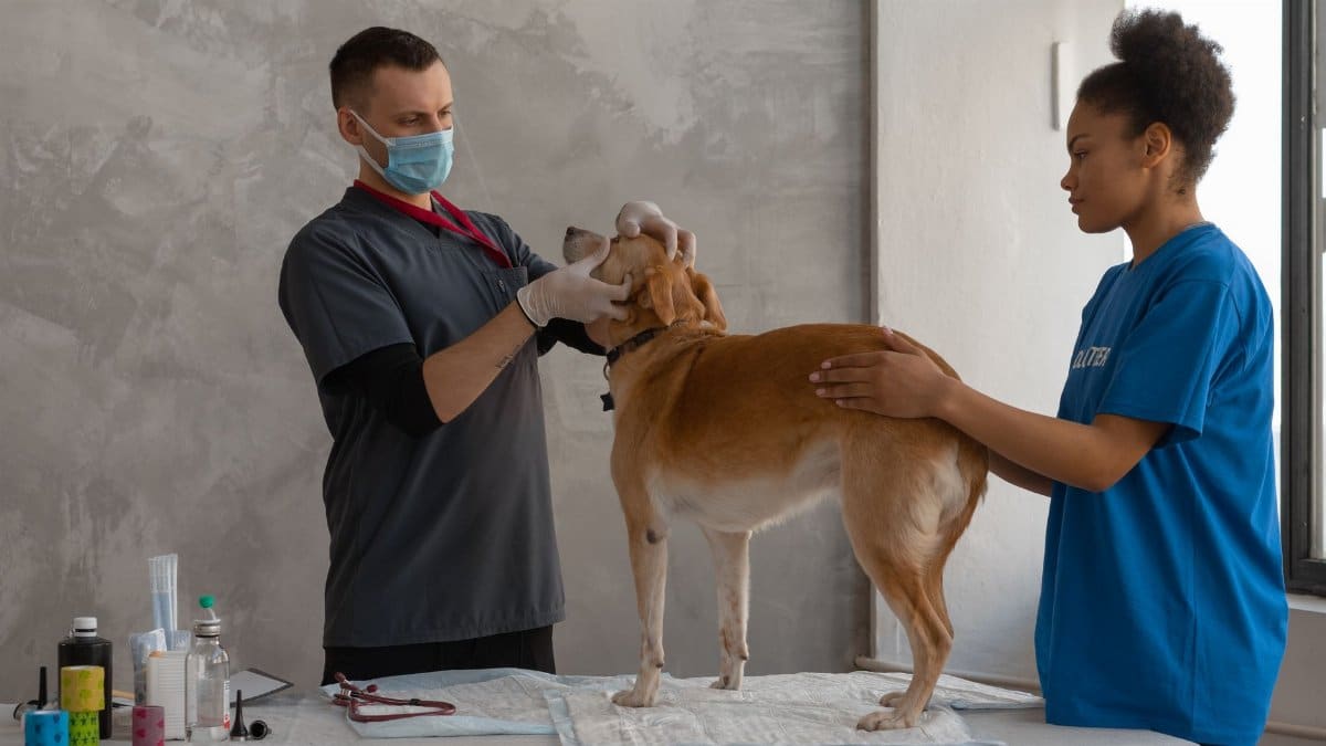 Veterinarian examines a dog assisted by a professional in a clinic setting.