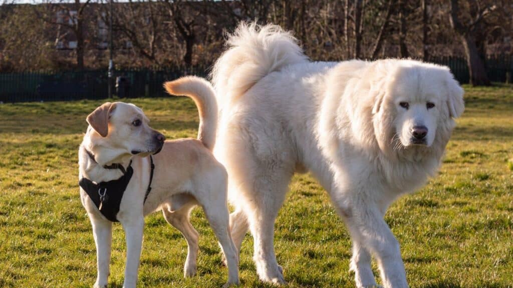 Labrador and Great Pyrenees dogs enjoying a sunny day in a park with green grass.