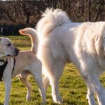 Labrador and Great Pyrenees dogs enjoying a sunny day in a park with green grass.