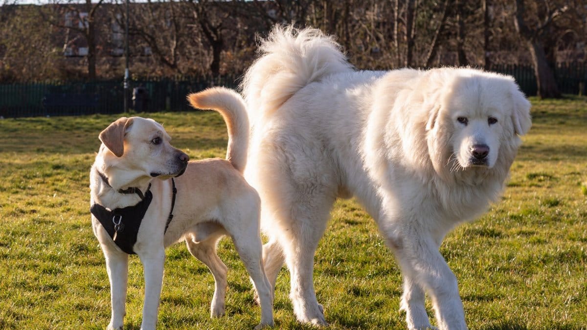 Labrador and Great Pyrenees dogs enjoying a sunny day in a park with green grass.