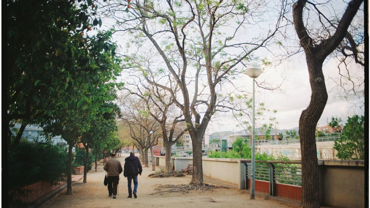 Two men walk on an urban tree-lined sidewalk in a serene spring setting. Ideal for lifestyle or travel themes.