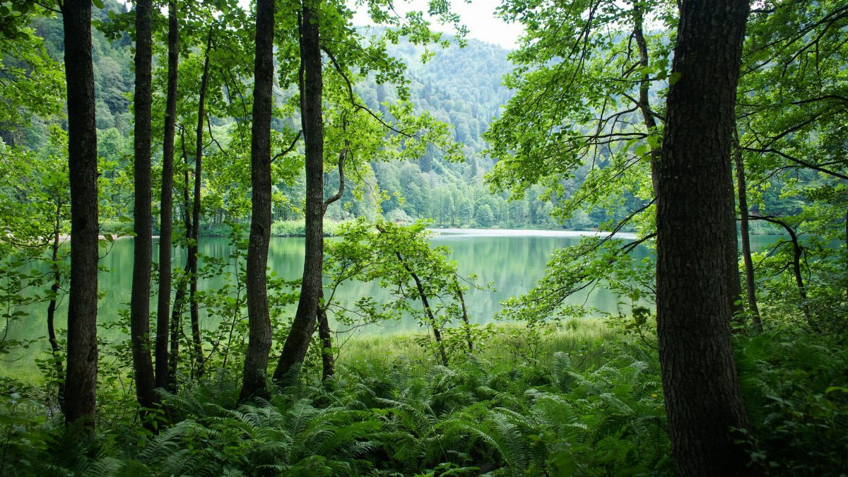 Green forest and calm lake landscape in Artvin, Türkiye, capturing nature's tranquility.