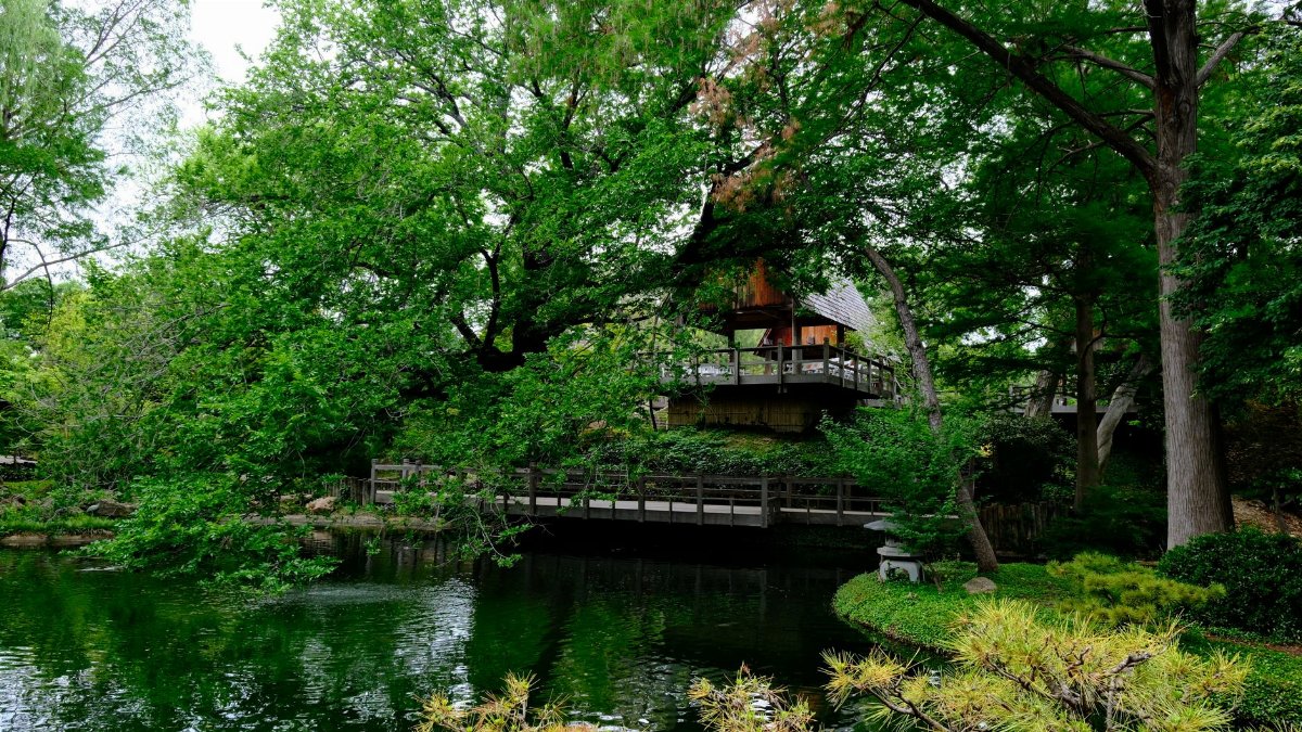 Serene view of a Japanese garden in Fort Worth, Texas, featuring a wooden bridge and vibrant greenery.