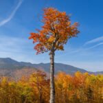 Vibrant autumn foliage in Franconia, NH with blue skies and mountain views.