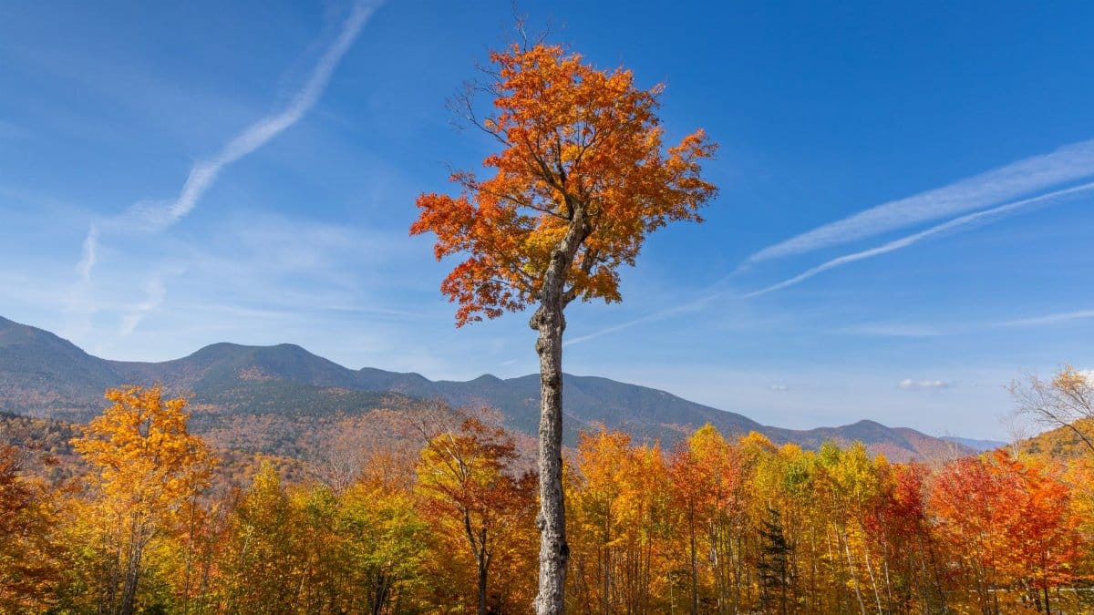 Vibrant autumn foliage in Franconia, NH with blue skies and mountain views.