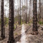 Trail through a regenerating forest in Sesqui State Park, Columbia, South Carolina.
