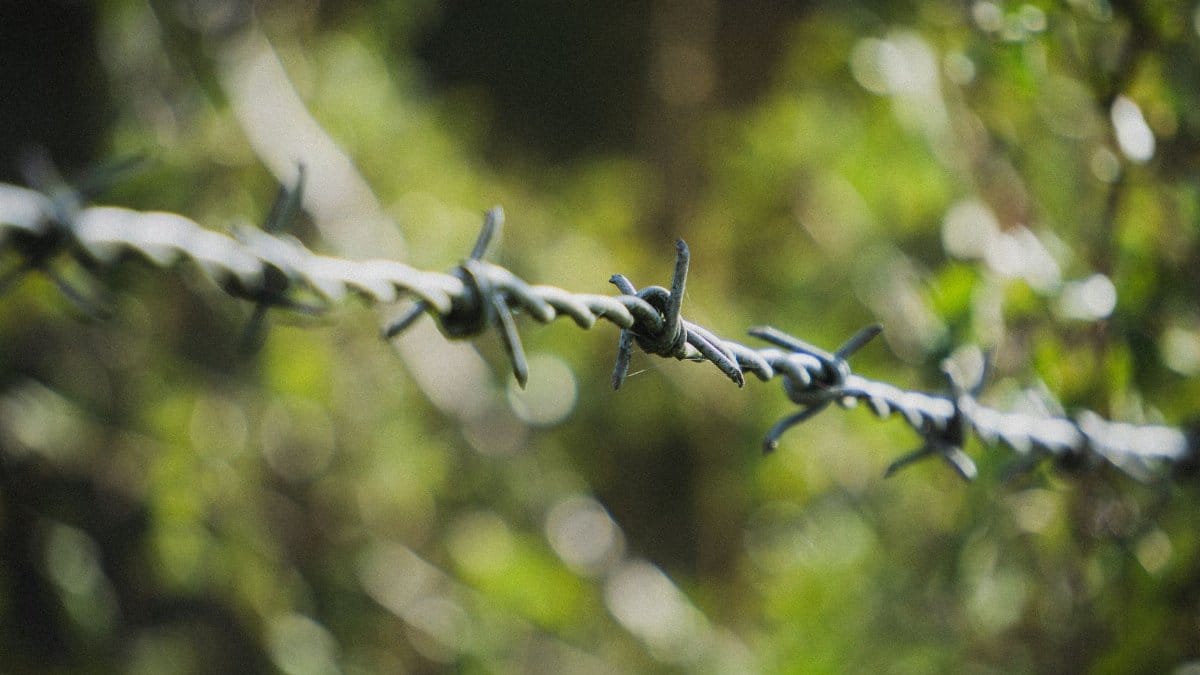 A focused shot of barbed wire against a blurry green nature backdrop, symbolizing boundaries.