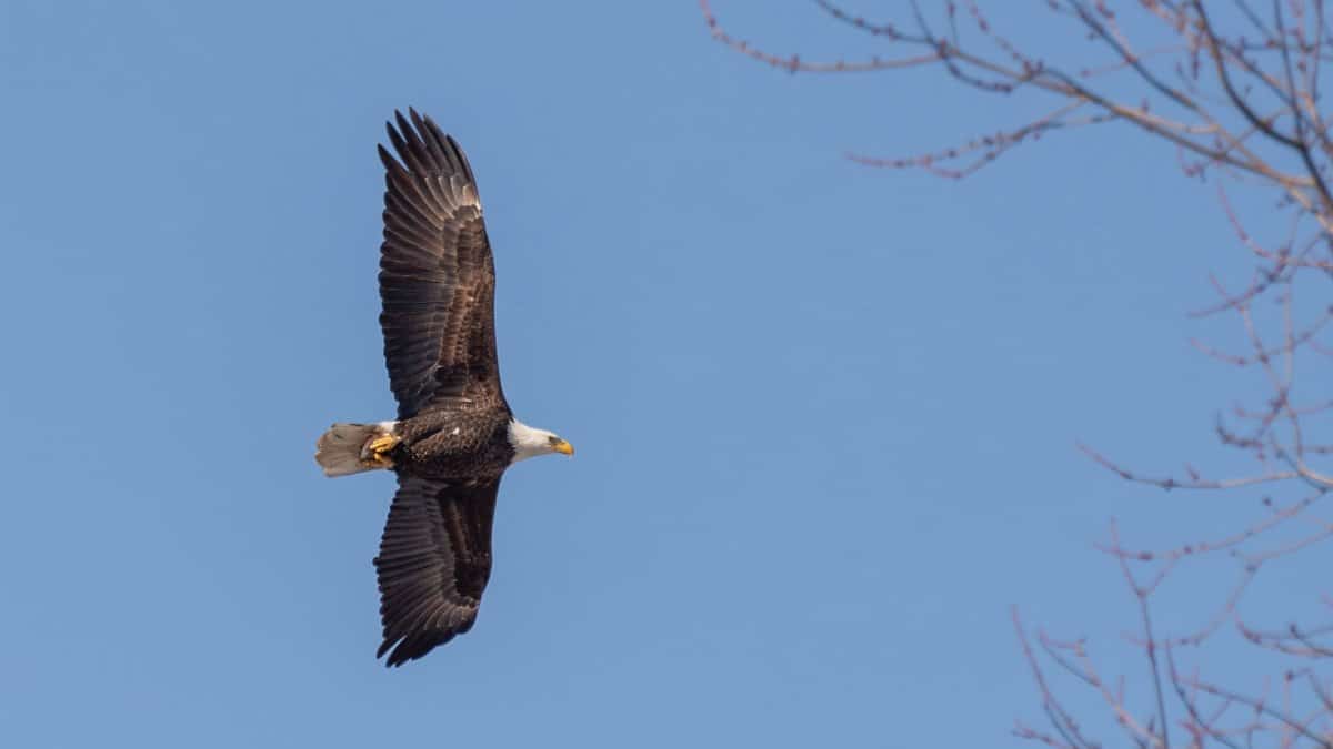A stunning bald eagle in flight with wings fully extended against a clear blue sky.
