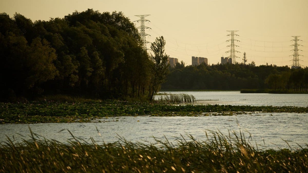 Peaceful view of a river lined with trees and power lines during sunset creates stunning scenery.