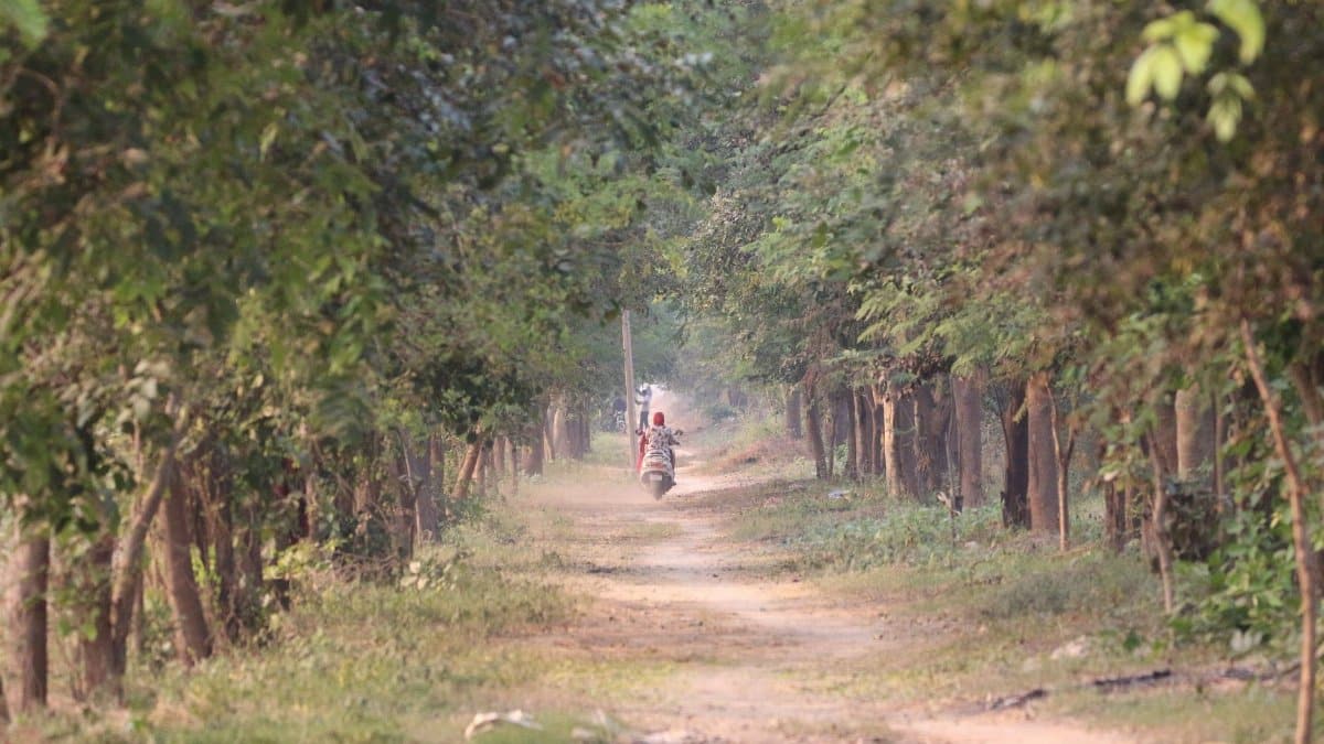 A scenic view of two riders on a scooter traveling through a lush green wooded path.