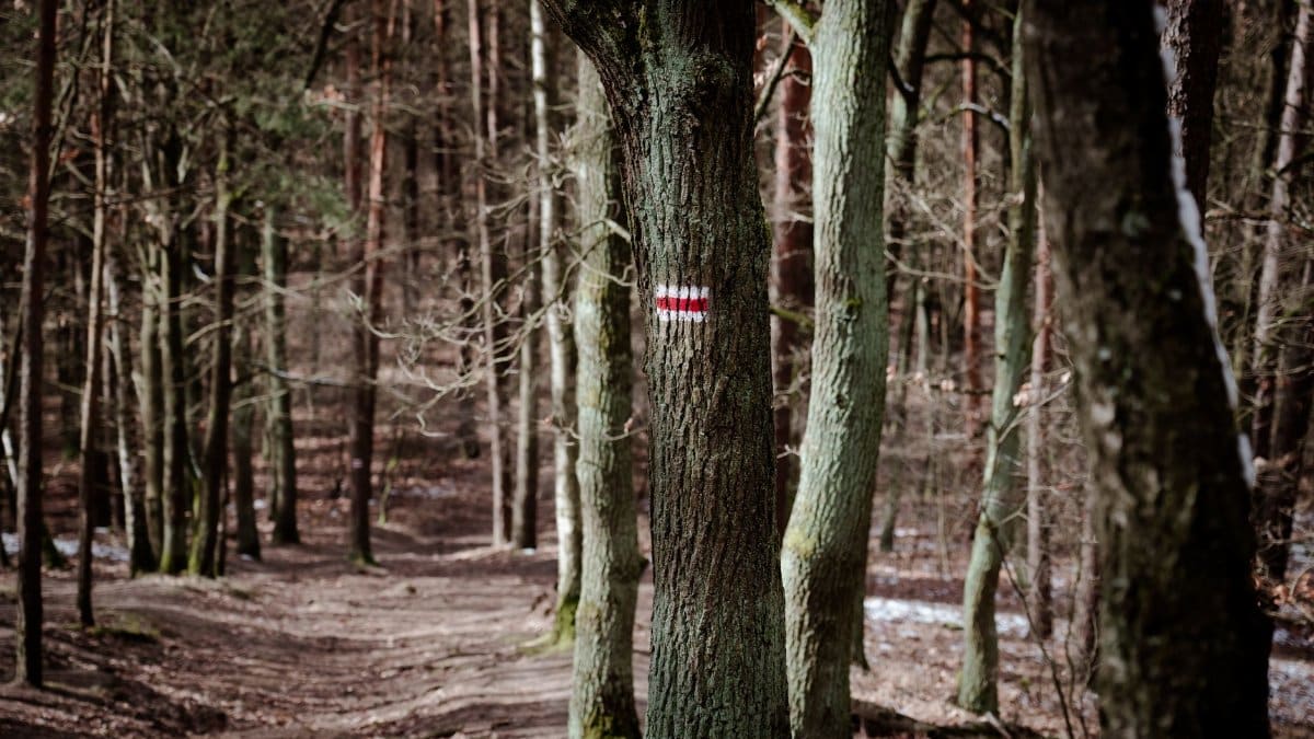 A tranquil forest path in Czerwonak, Poland, showcasing towering trees and natural beauty.