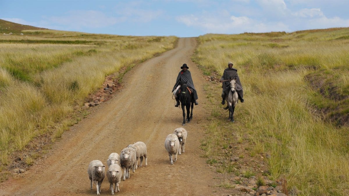Two shepherds on horseback lead a flock of sheep down a dirt road in a pastoral countryside setting.