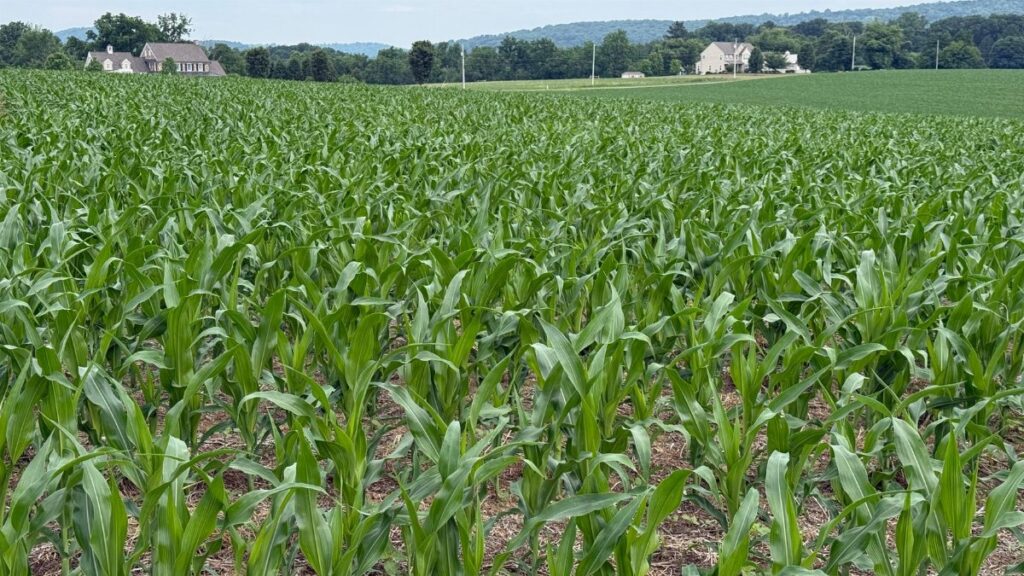 A scenic view of a lush green cornfield with homes in the distance in Lancaster County, Pennsylvania.