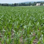 A scenic view of a lush green cornfield with homes in the distance in Lancaster County, Pennsylvania.