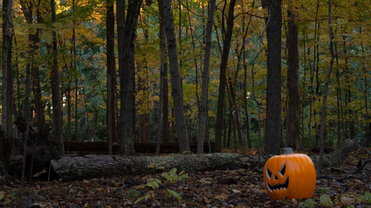 Spooky Halloween pumpkin in a colorful autumn forest, perfect for fall themes.