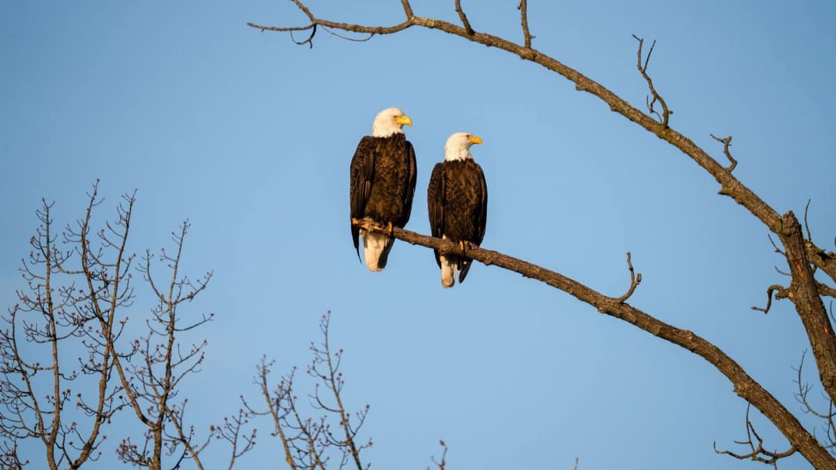 Two bald eagles perched on a bare tree branch against a clear blue sky in Nelson, Wisconsin.