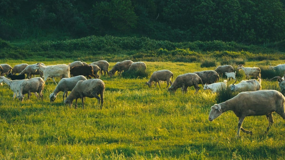A serene flock of sheep grazing in a lush green meadow during daylight.