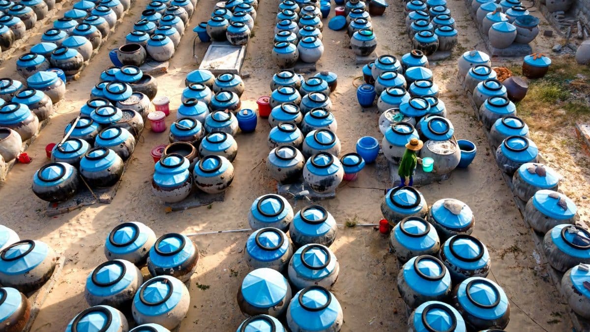 Aerial shot of numerous blue-topped clay jars arranged for fermentation process outdoors.