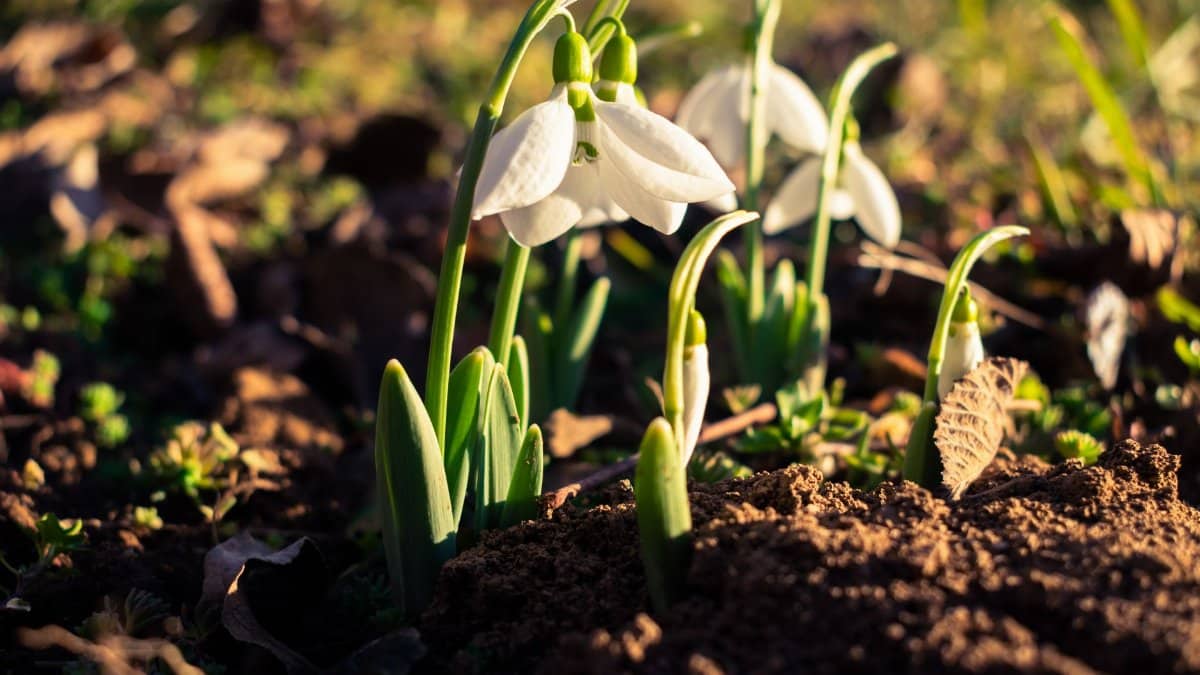Vibrant snowdrops blooming in early spring sunlight, symbolizing renewal and the changing seasons.