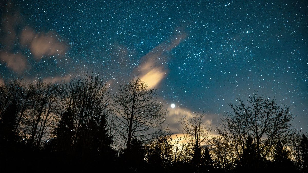 A stunning star-filled night sky over silhouetted trees, capturing cosmic beauty.