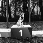Black and white photo of a dog sitting on a first-place podium in a wooded area.
