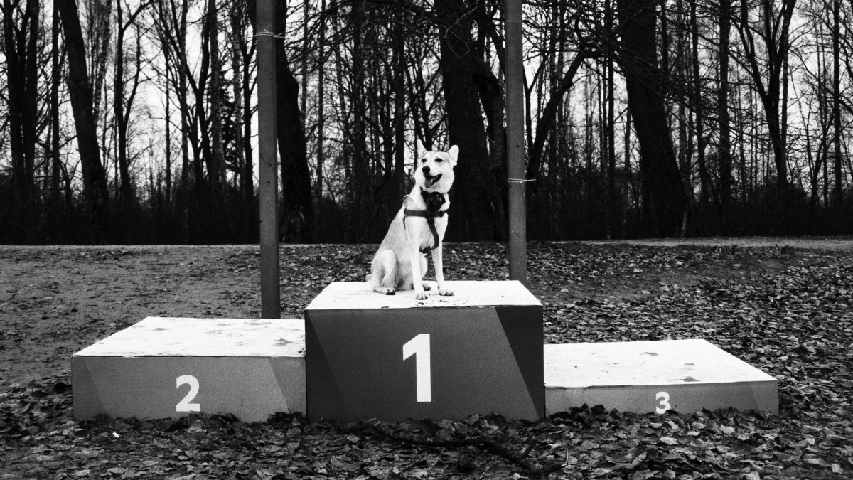 Black and white photo of a dog sitting on a first-place podium in a wooded area.