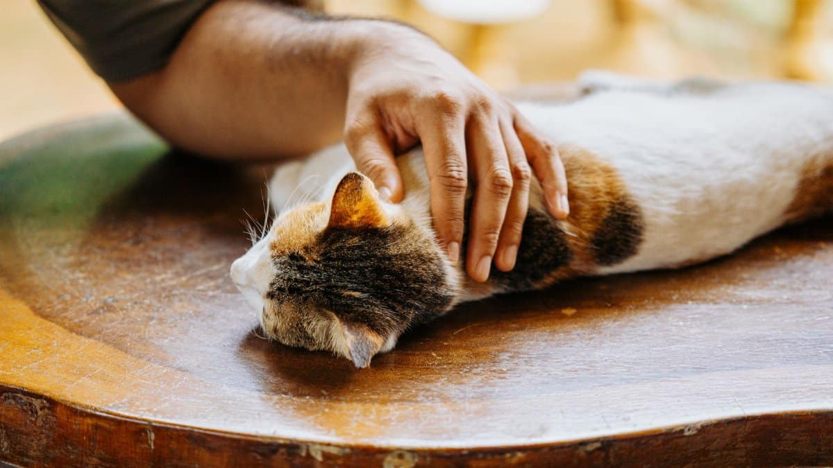 A calico cat enjoys a gentle pet from a person on a wooden table.