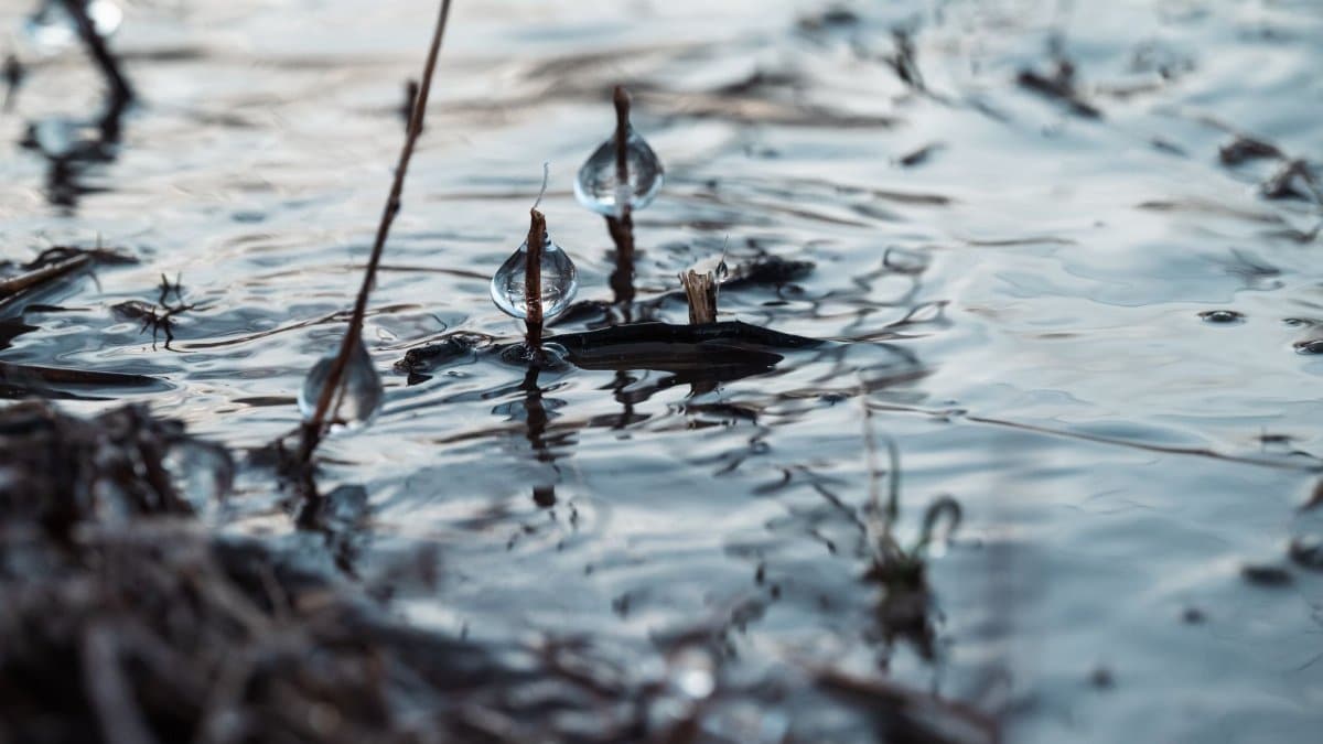 Serene close-up of droplets hanging from twigs, creating a striking visual in a calm pond environment.