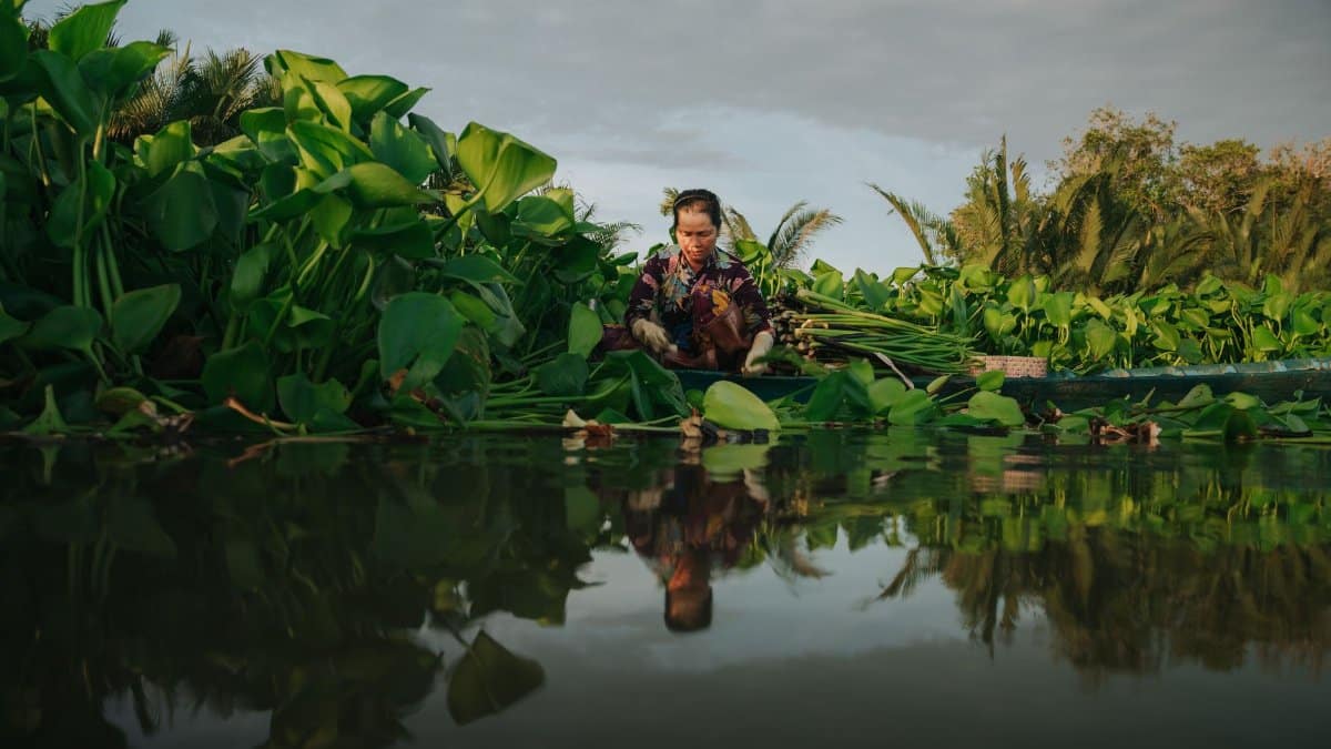A woman harvests water plants in a lush, serene river scene with reflections.