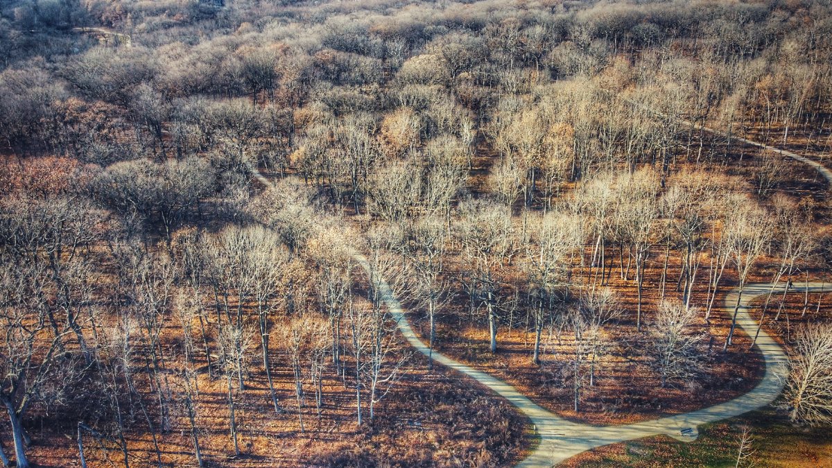 A drone shot capturing a winding path through a bare autumn forest in Mettawa, Illinois.