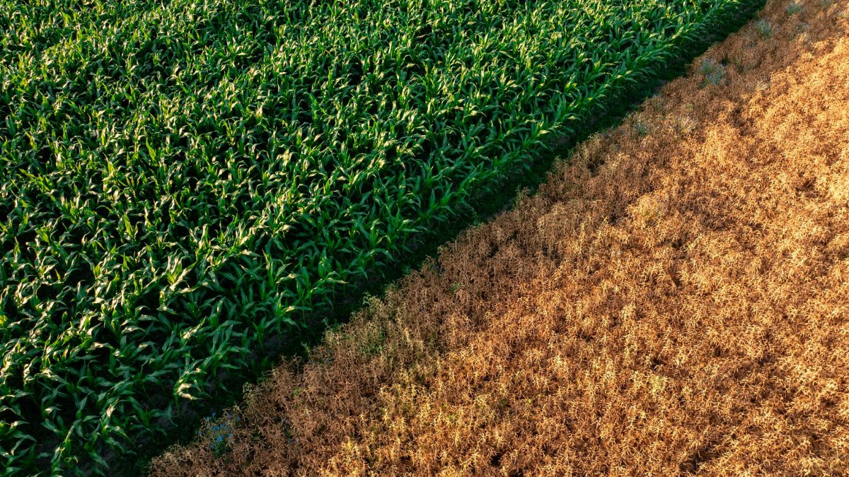 Drone shot capturing lush green and dry brown fields in Königslutter, Germany.
