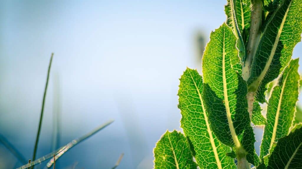 Green patterned leaves on stem of plant illuminated by sun against blue sky