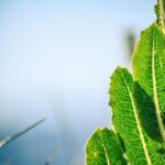 Green patterned leaves on stem of plant illuminated by sun against blue sky