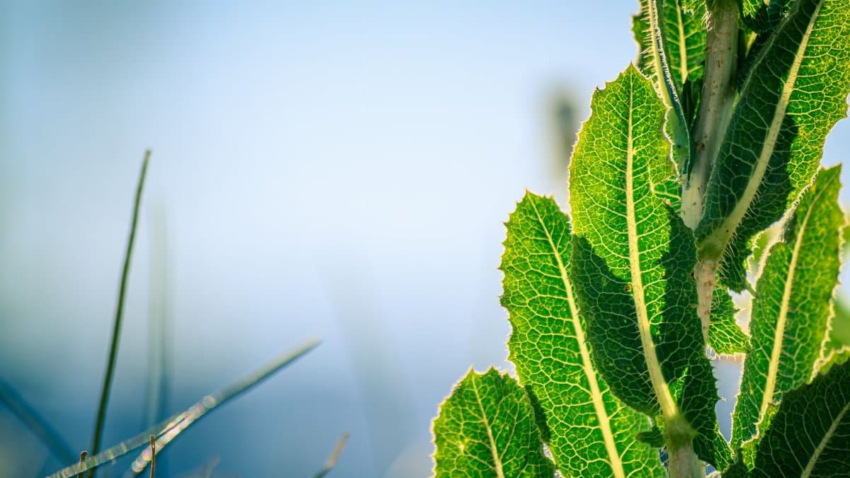 Green patterned leaves on stem of plant illuminated by sun against blue sky